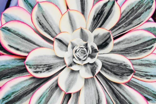 Susan Vizvary: Fluorescent Succulent by Susan Vizvary