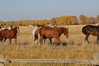 Group Of Horses I by Susan Vizvary framed canvas print