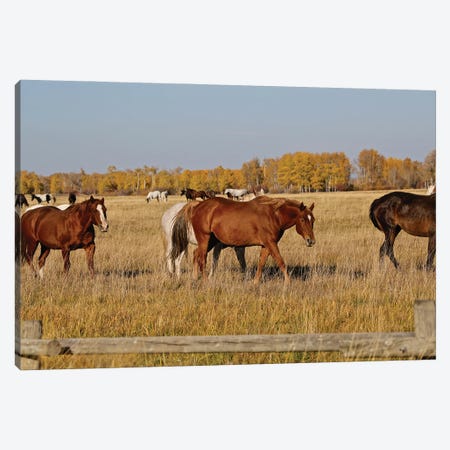 Group Of Horses I Canvas Print #SUV349} by Susan Vizvary Canvas Art