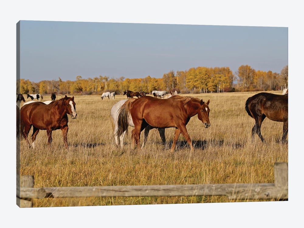 Group Of Horses I by Susan Vizvary 1-piece Canvas Print
