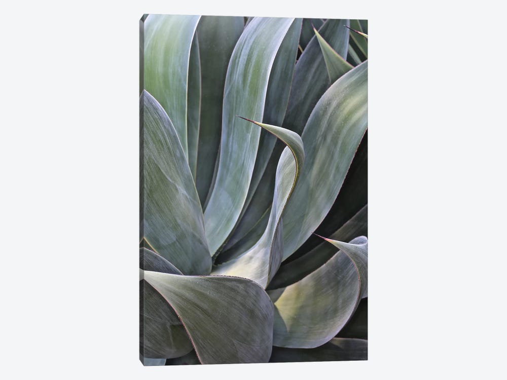 Faded Succulant II by Susan Vizvary 1-piece Canvas Art
