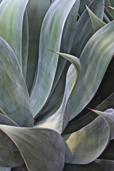 Susan Vizvary: Faded Succulant II by Susan Vizvary