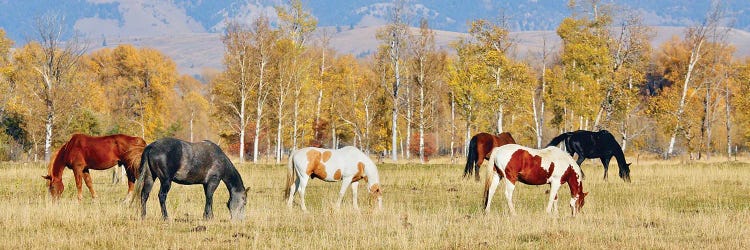 Group Of Horses II