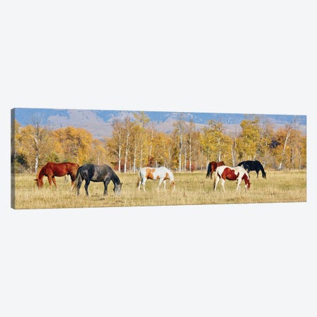 Group Of Horses II Canvas Print #SUV350} by Susan Vizvary Canvas Art Print