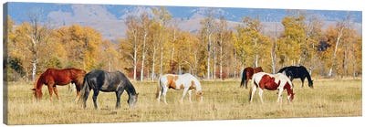 Group Of Horses II Canvas Art Print - Susan Vizvary