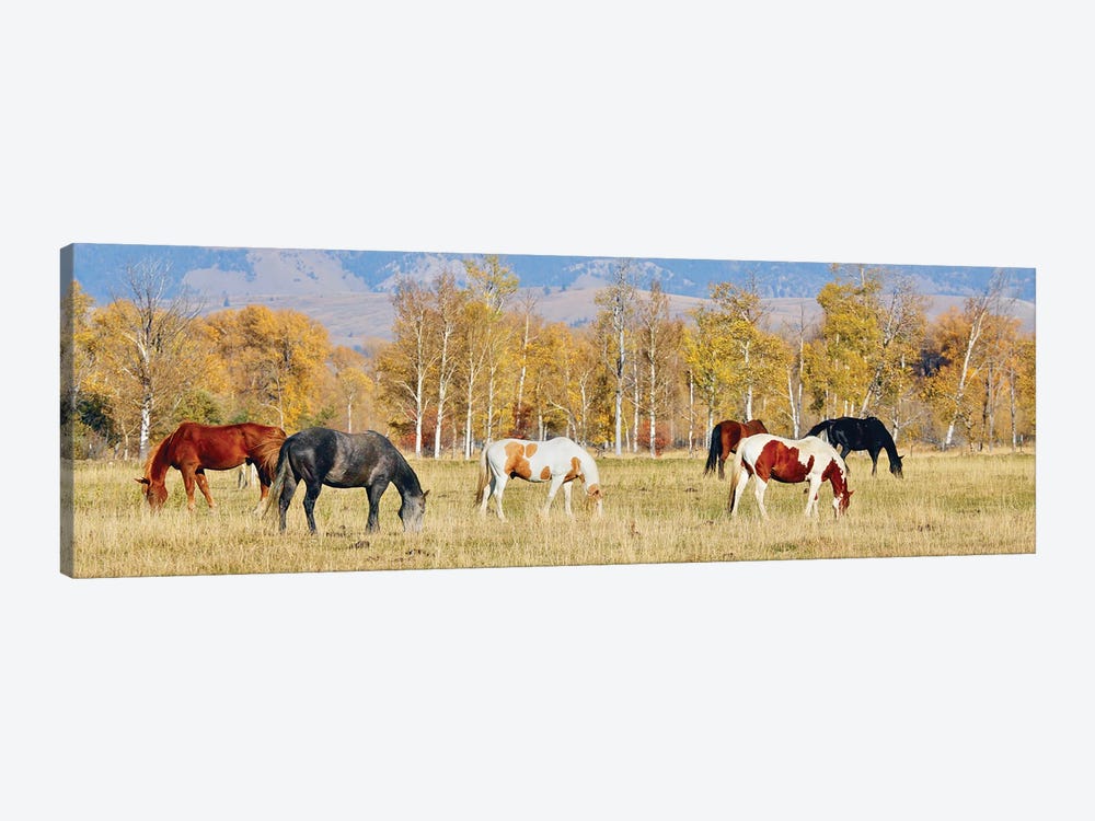 Group Of Horses II by Susan Vizvary 1-piece Canvas Art Print