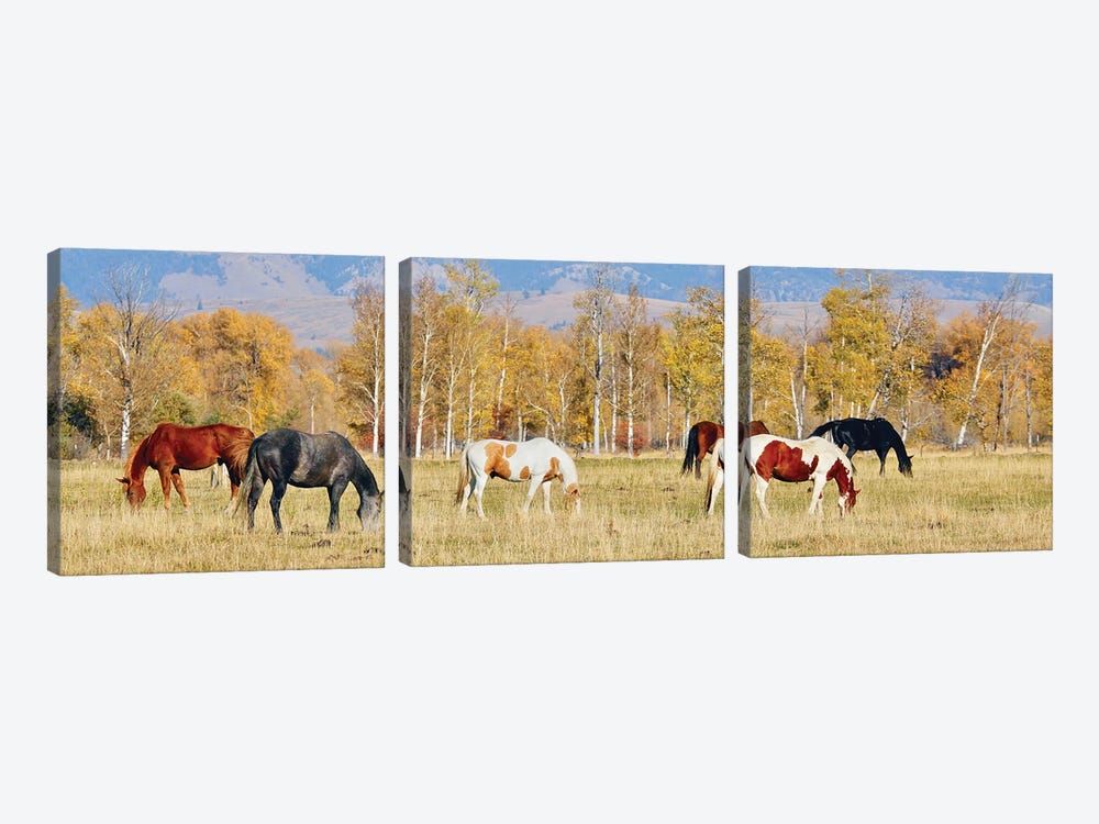 Group Of Horses II by Susan Vizvary 3-piece Canvas Art Print