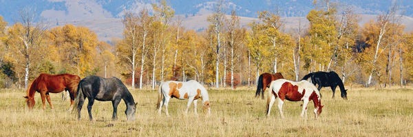 Susan Vizvary: Group Of Horses II by Susan Vizvary