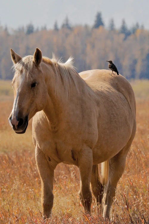 Hitching A Ride I by Susan Vizvary wall art