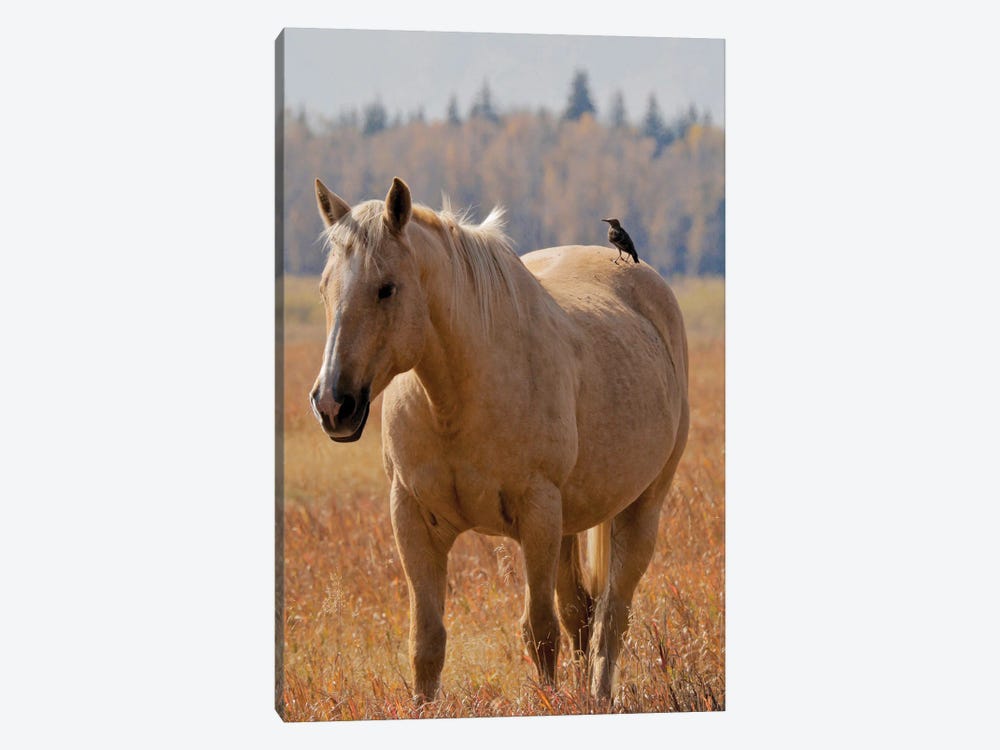 Hitching A Ride I by Susan Vizvary 1-piece Canvas Wall Art