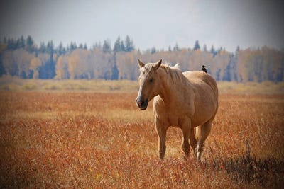 Hitching A Ride II by Susan Vizvary framed canvas print