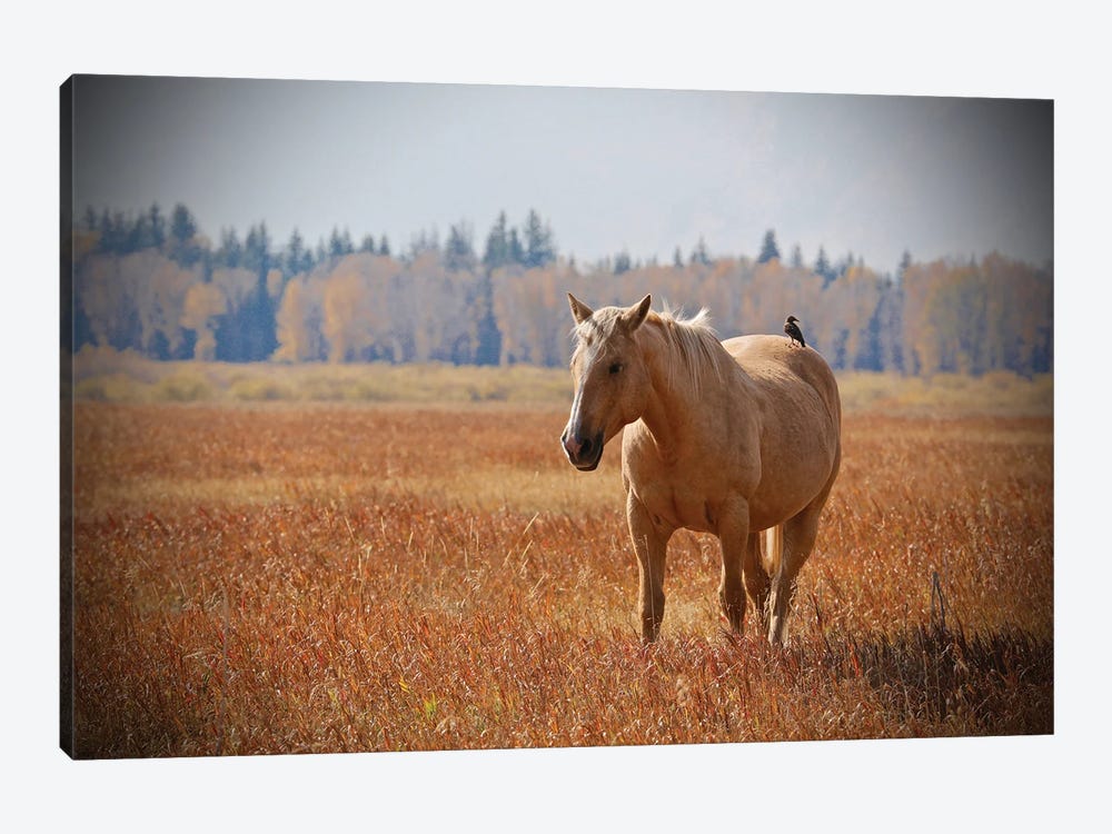 Hitching A Ride II by Susan Vizvary 1-piece Canvas Print