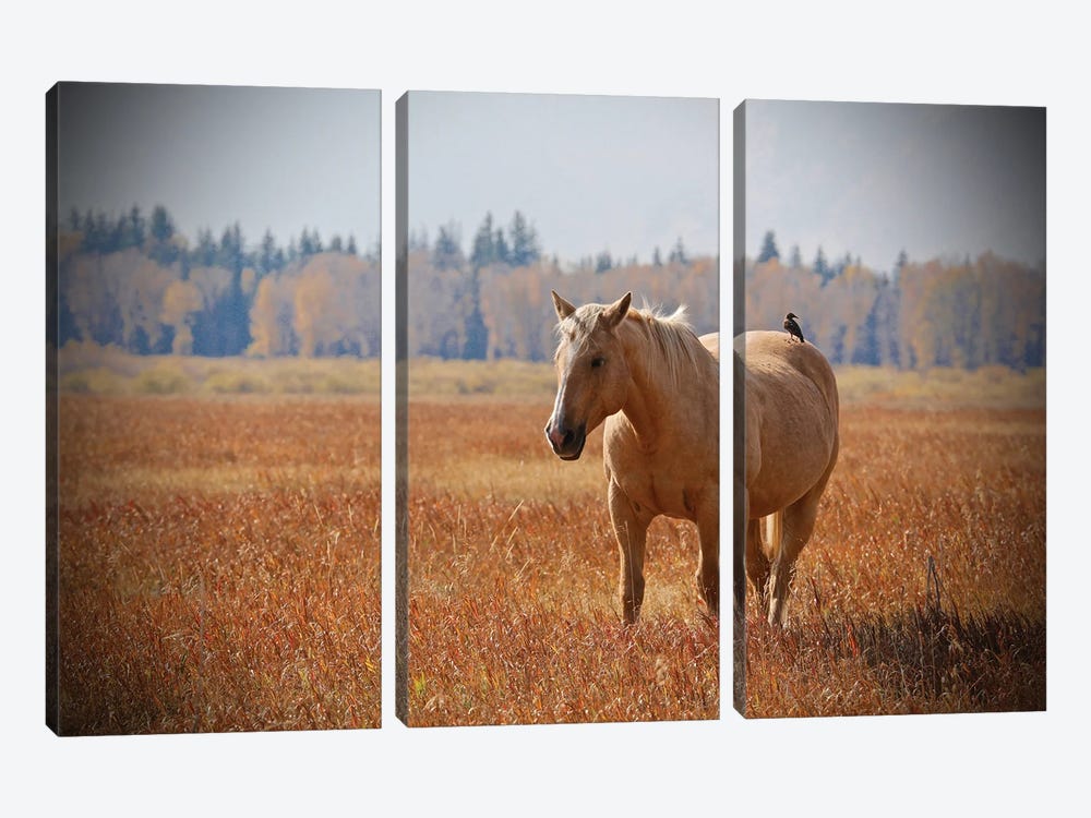 Hitching A Ride II by Susan Vizvary 3-piece Canvas Print
