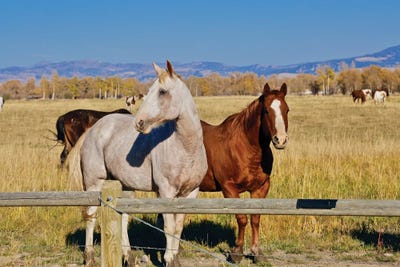 Horse Friends by Susan Vizvary framed canvas print