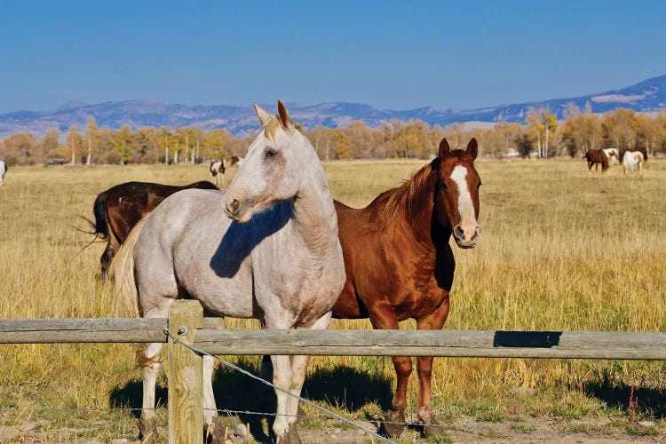 Horse Friends