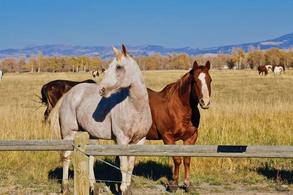 Susan Vizvary: Horse Friends by Susan Vizvary