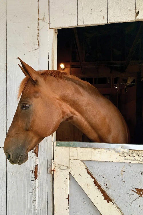 Horse In A Barn I by Susan Vizvary wall art