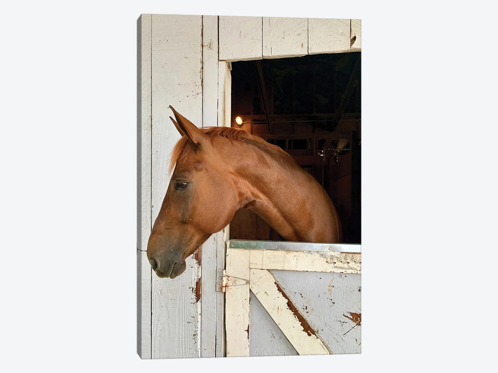 Horse In A Barn I by Susan Vizvary 1-piece Canvas Art Print