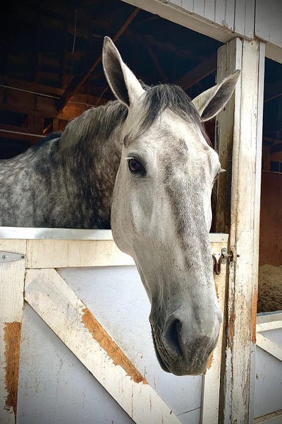 Susan Vizvary: Horse In A Barn II by Susan Vizvary