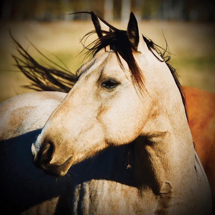 Horse Profile by Susan Vizvary wall art