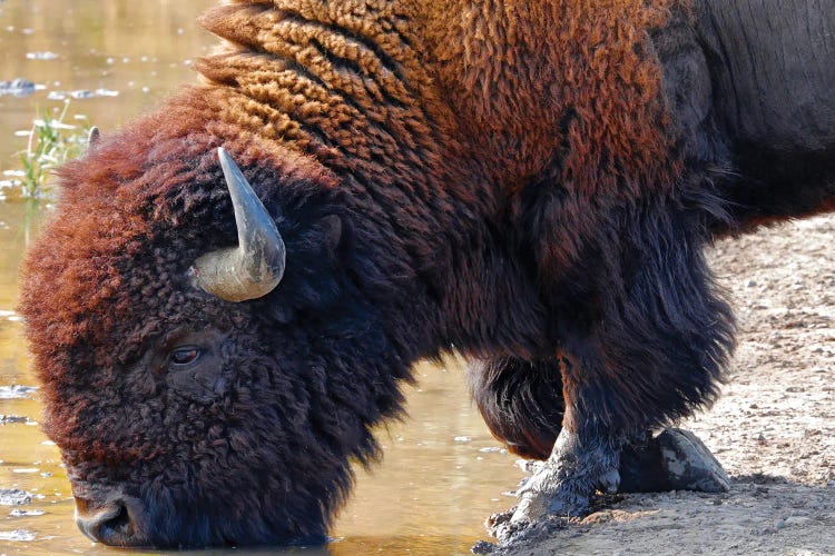 Kneeling Bison At Water