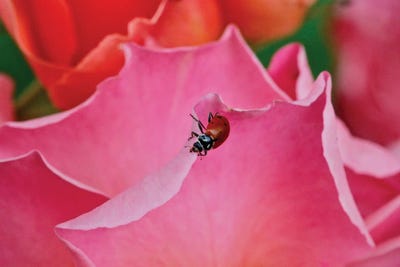 Ladybug On A Rose I by Susan Vizvary framed canvas print
