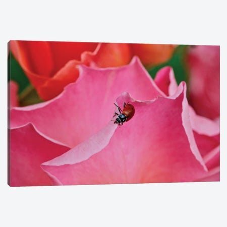 Ladybug On A Rose I Canvas Print #SUV358} by Susan Vizvary Art Print