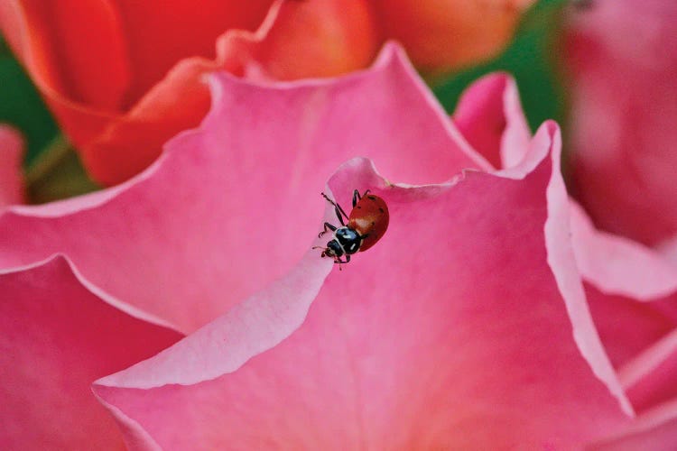 Ladybug On A Rose I