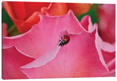 Ladybug On A Rose I Canvas Art Print - Susan Vizvary