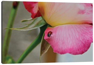Ladybug On A Rose II Canvas Art Print - Susan Vizvary