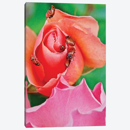 Ladybugs On A Rose IV Canvas Print #SUV360} by Susan Vizvary Canvas Artwork
