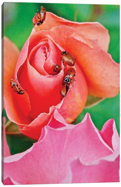 Ladybugs On A Rose IV Canvas Art Print