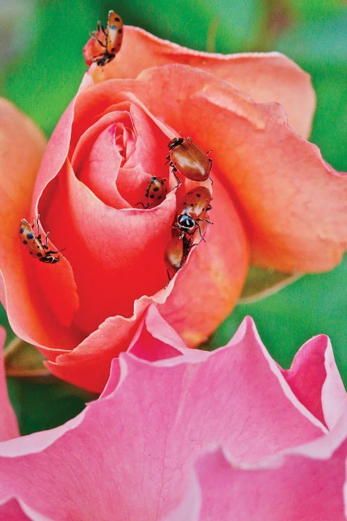 Ladybugs On A Rose IV