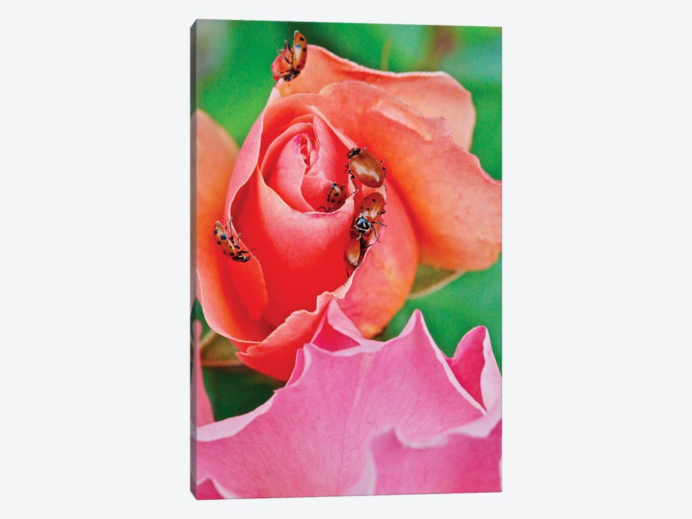 Ladybugs On A Rose IV by Susan Vizvary 1-piece Canvas Wall Art