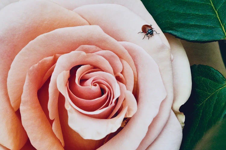 Ladybug On A Rose III