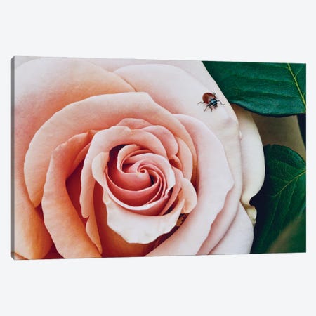 Ladybug On A Rose III Canvas Print #SUV361} by Susan Vizvary Canvas Wall Art