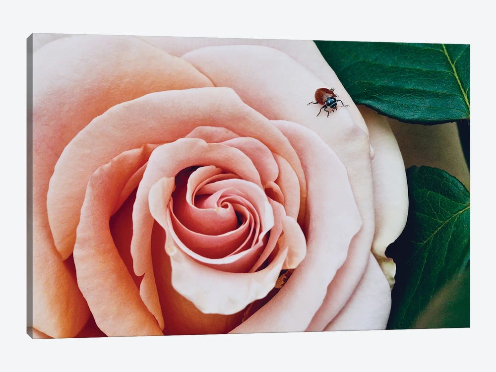 Ladybug On A Rose III by Susan Vizvary 1-piece Art Print