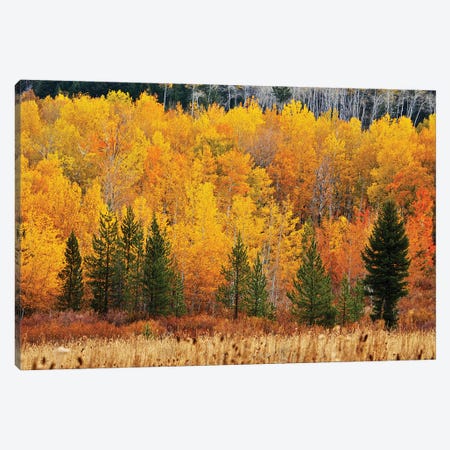 Layers Of Autumn Canvas Print #SUV363} by Susan Vizvary Canvas Art