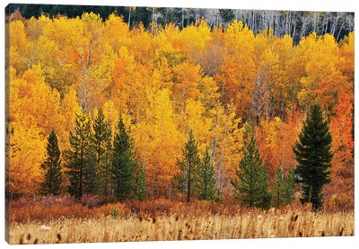 Layers Of Autumn Canvas Art Print - Layered Landscapes