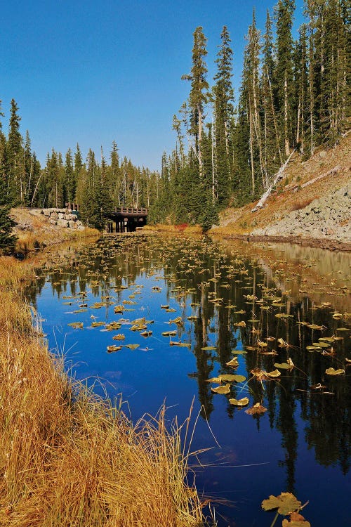 Lillypad Lake