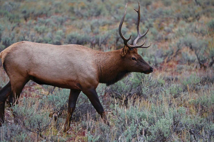 Lone Elk I