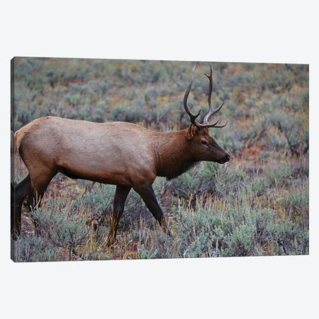 Lone Elk I Canvas Print #SUV367} by Susan Vizvary Art Print