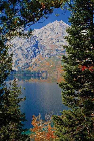 Mountain Through The Trees by Susan Vizvary framed canvas print
