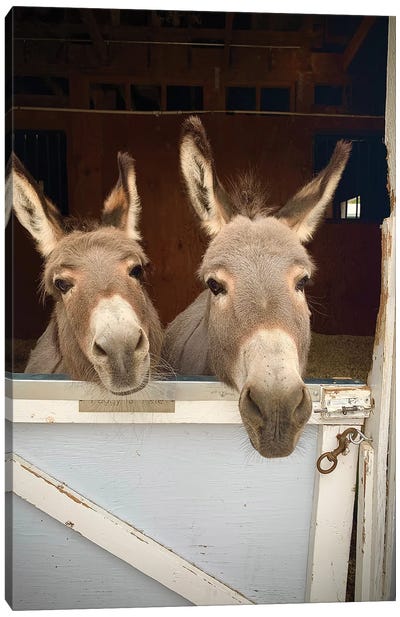 Pair Of Donkeys Canvas Art Print - Susan Vizvary
