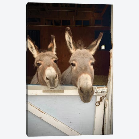 Pair Of Donkeys Canvas Print #SUV372} by Susan Vizvary Art Print