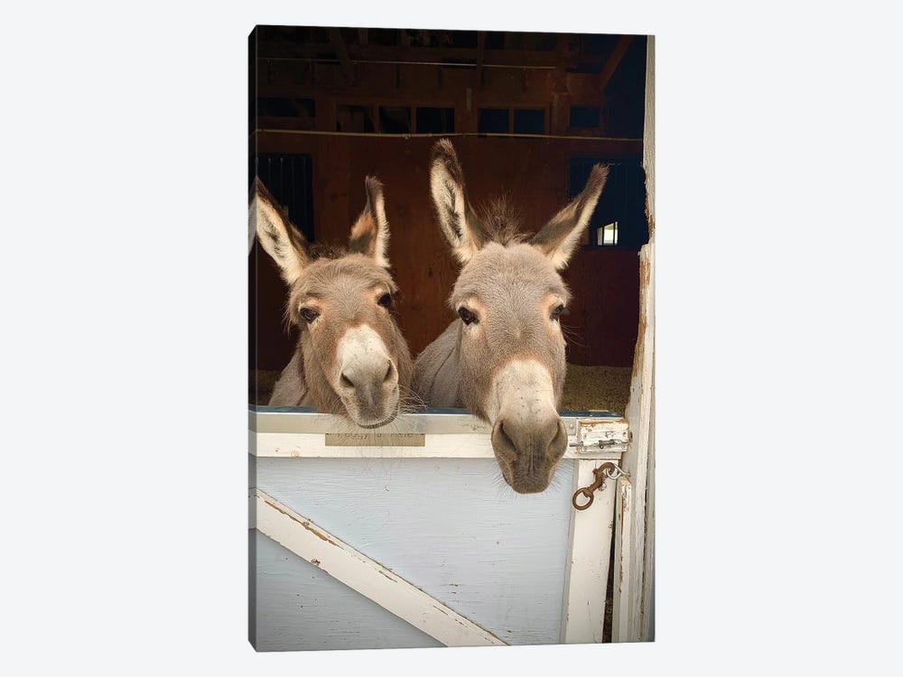 Pair Of Donkeys by Susan Vizvary 1-piece Canvas Print