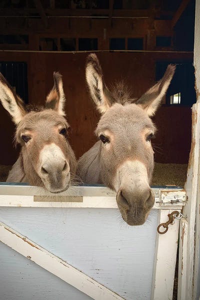 Susan Vizvary: Pair Of Donkeys by Susan Vizvary