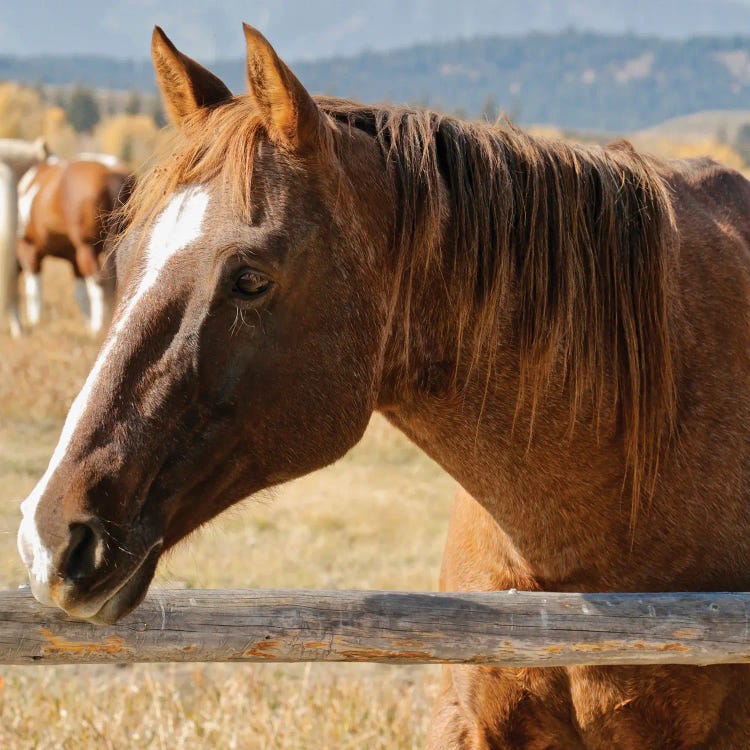 Pointed Ears Horse by Susan Vizvary wall art