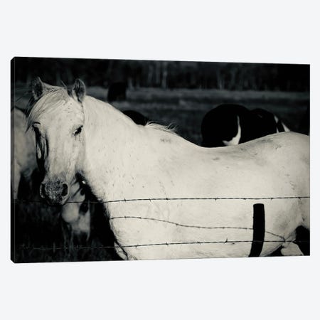 Single Horse In Black And White Canvas Print #SUV375} by Susan Vizvary Canvas Art