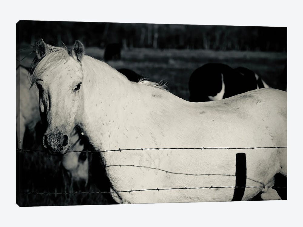 Single Horse In Black And White by Susan Vizvary 1-piece Canvas Wall Art